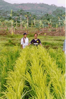 Leopoldo Guilaran of PABINHI with a new eco-rice he has developed through on-farm breeding