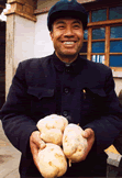 Success in a potato adaptability trial. Mr. Cheng and the weishu potato