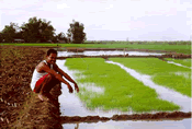A farmer in his field
