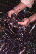 Decomposing sugarcane trash fixes up to 150 kg of nitrogen/ha and dramatically improves soil fertility